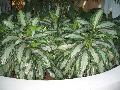 Chinese Evergreen / Aglaonema species